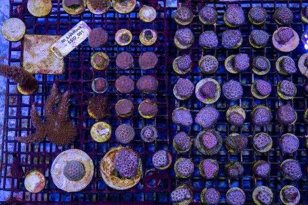 Dozens of stony corals in a tank, seen from directly above. They look something like purple cauliflowers.